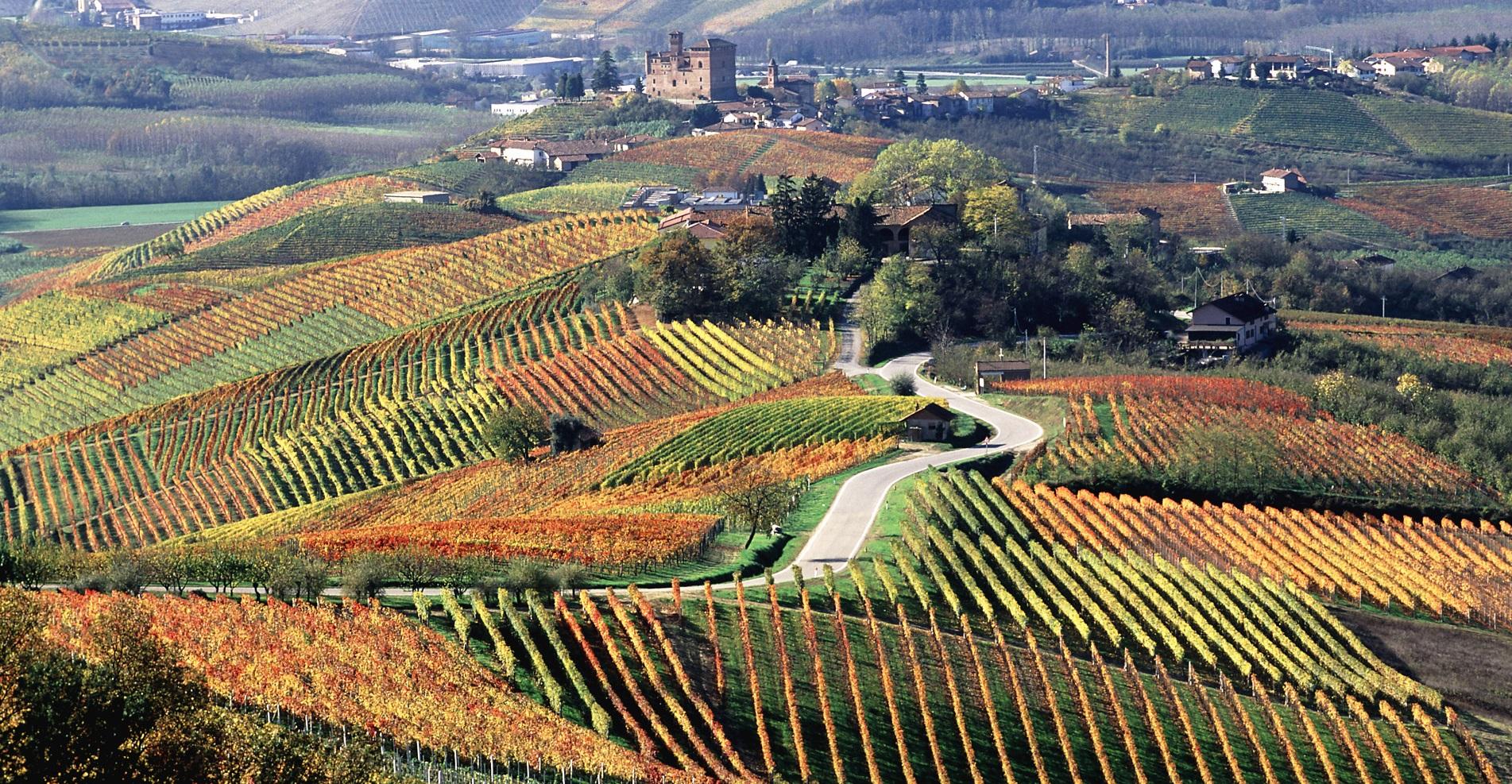 vigneti