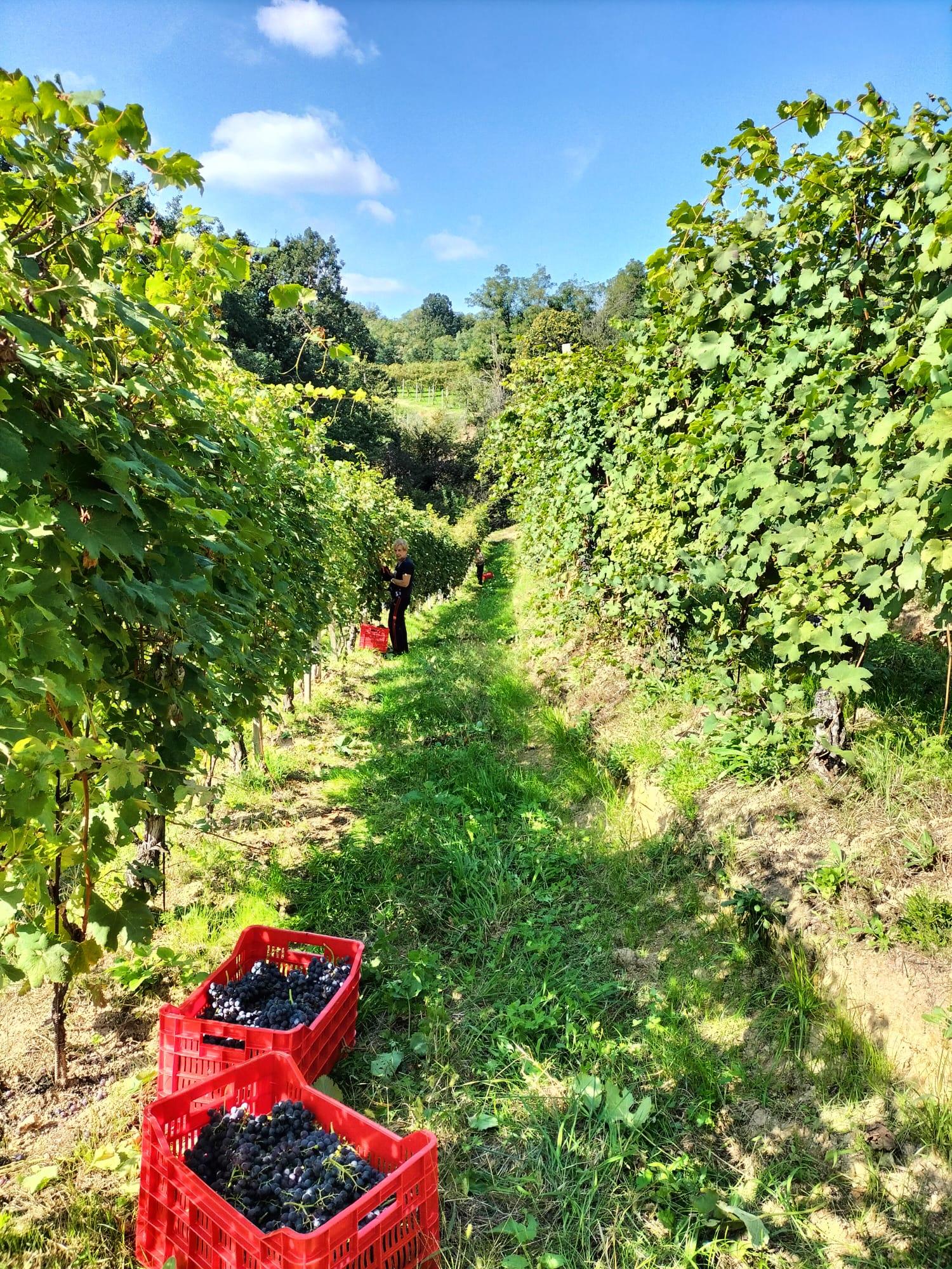 gattinara image 1